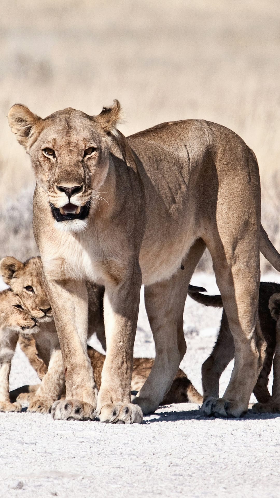The Lioness Standard: What the Most Effective Leader in the Animal Kingdom Can Teach Us